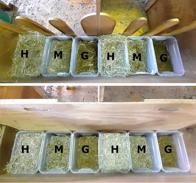 Dairy sheep and goats prefer the single components over the mixed ration